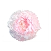 Paeonia Chiffon Parfait