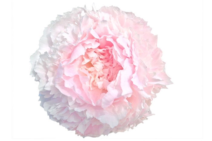 Paeonia Chiffon Parfait