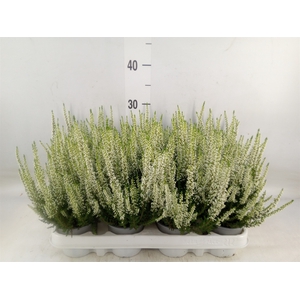 Calluna vulg. 'Beauty L Verenka'