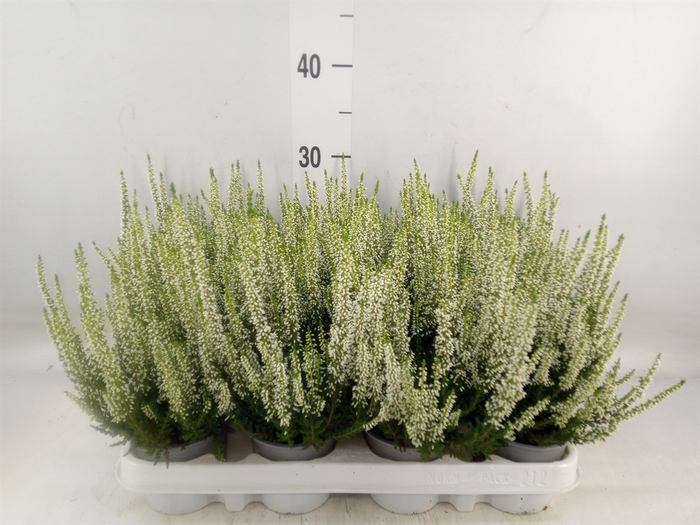 <h4>Calluna vulg. 'Beauty L Verenka'</h4>