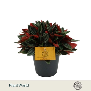 Peperomia Rosso 12cm