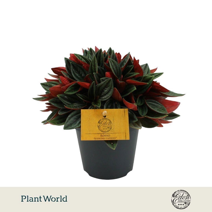 <h4>Peperomia Rosso 12cm</h4>