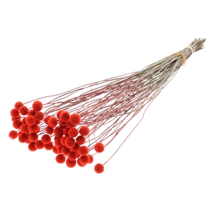 Craspedia Dried Coral