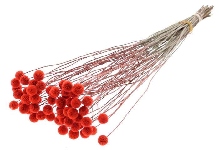 <h4>Craspedia Dried Coral</h4>