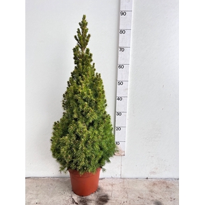 PICEA GL DECEMBER