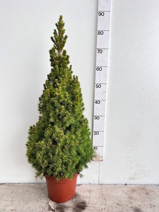 <h4>PICEA GL DECEMBER</h4>