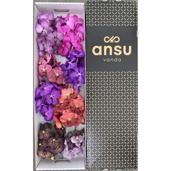 <h4>Vanda Mix X8</h4>