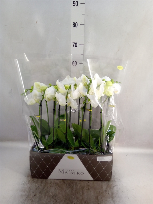 <h4>Phalaenopsis   ...white</h4>