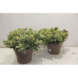 Hebe And Variegata