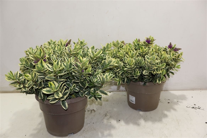 <h4>Hebe And Variegata</h4>