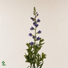 Baptisia Australis