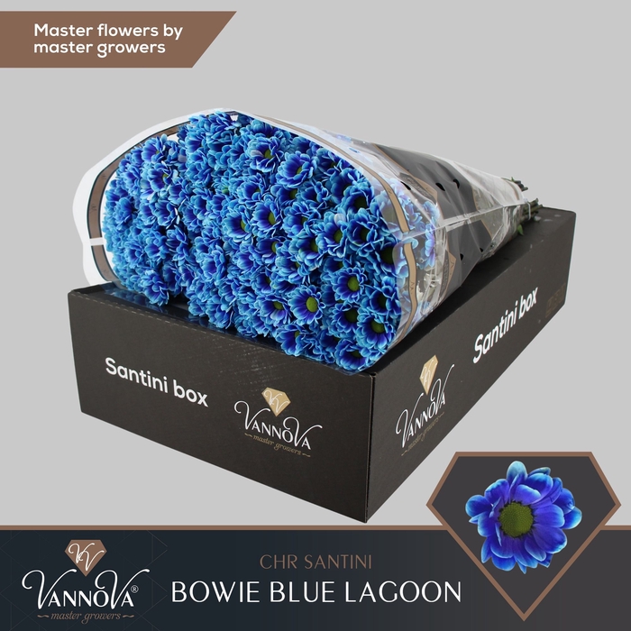 <h4>Chr S Bowie Blue Lagoon</h4>