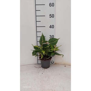 PHIL SCANDENS BRASIL