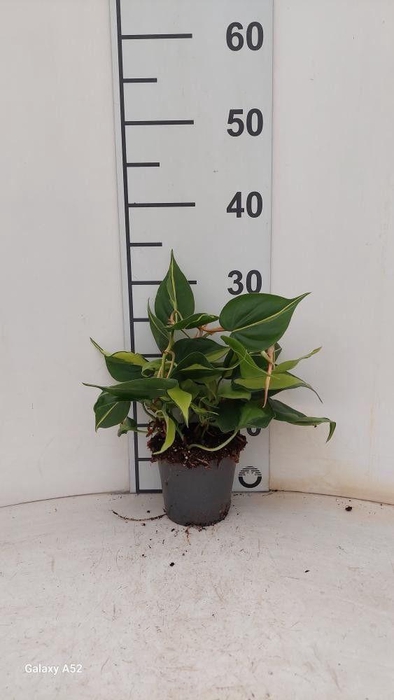 <h4>PHIL SCANDENS BRASIL</h4>