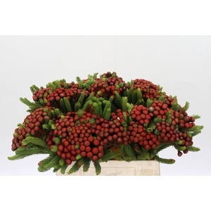 Kaaps Groen Alb. Red