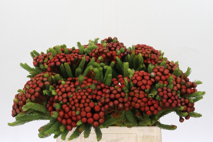 <h4>Kaaps Groen Alb. Red</h4>