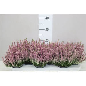 Calluna Beauty Lady Roze