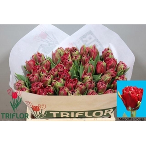 TU FR MASCOTTE ROUGE