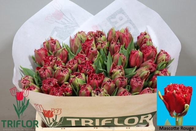 <h4>TU FR MASCOTTE ROUGE</h4>