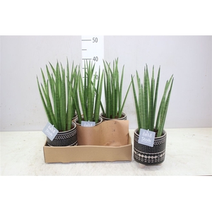 Sansevieria Cylindrica Mikado Maya Keramiek