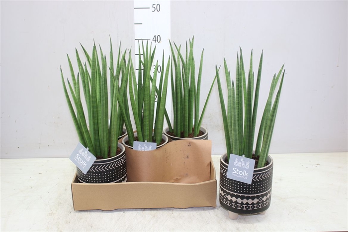 <h4>Sansevieria Cylindrica Mikado Maya Keramiek</h4>