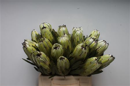 <h4>Protea White Rhino</h4>