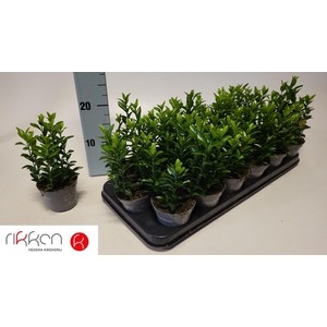 EUONYMUS JA GR SPIRE