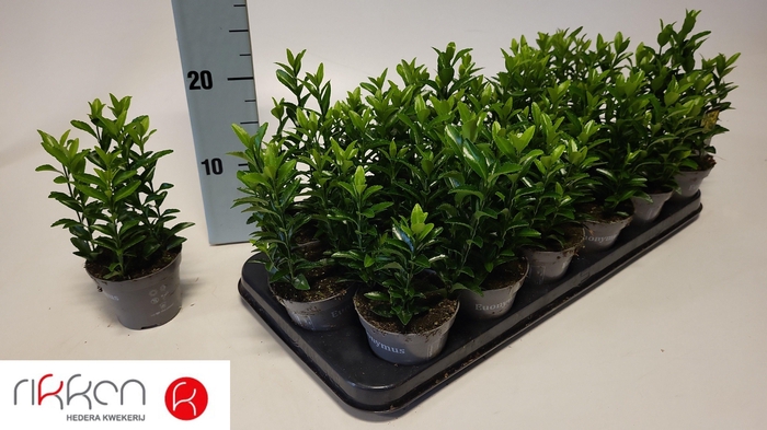 <h4>EUONYMUS JA GR SPIRE</h4>