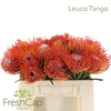 Leuco Tango