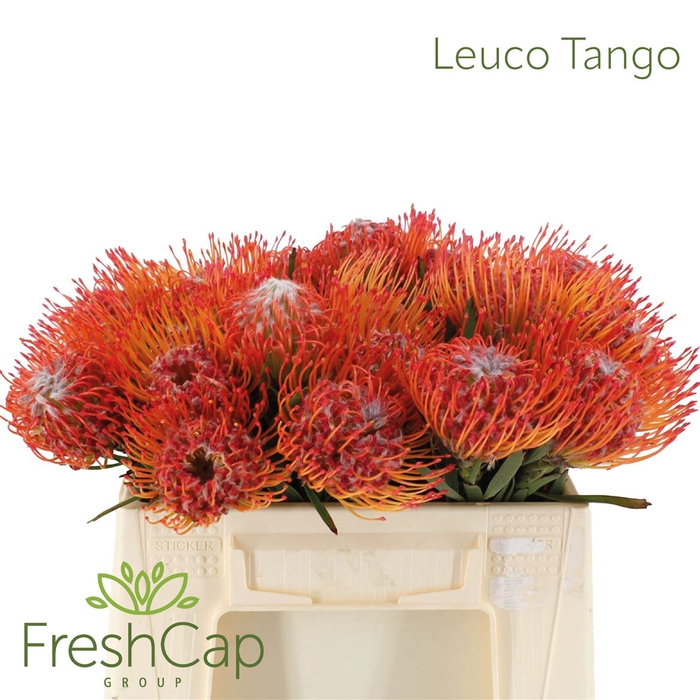 <h4>Leuco Tango</h4>