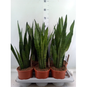 Sansevieria zeylanica
