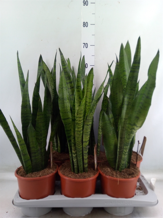 <h4>Sansevieria zeylanica</h4>