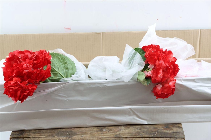 Hydr M Therese Red Tinted X12