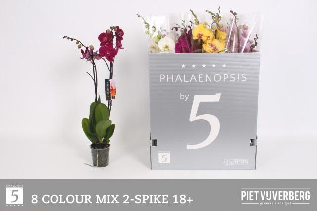 <h4>PHAL GEM 8 KL</h4>