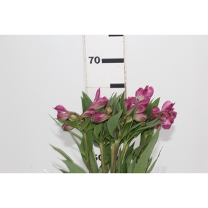 ALSTROEMERIA REAL 070 CM