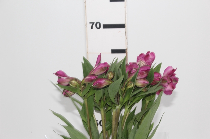 <h4>ALSTROEMERIA REAL 070 CM</h4>