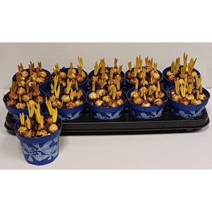 MUSCARI ARMENIACUM BLUE P12