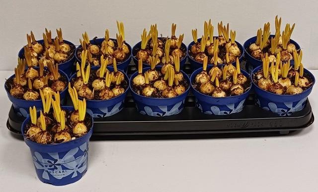 <h4>MUSCARI ARMENIACUM BLUE P12</h4>