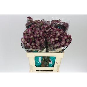 Astrantia Star Of Desire