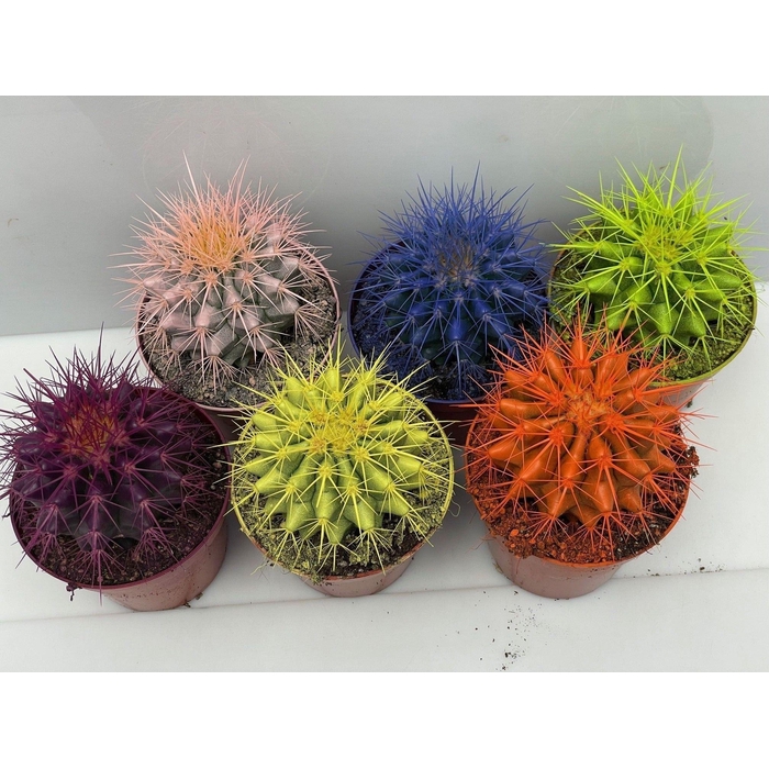 <h4>CACTUS VERSIERD</h4>