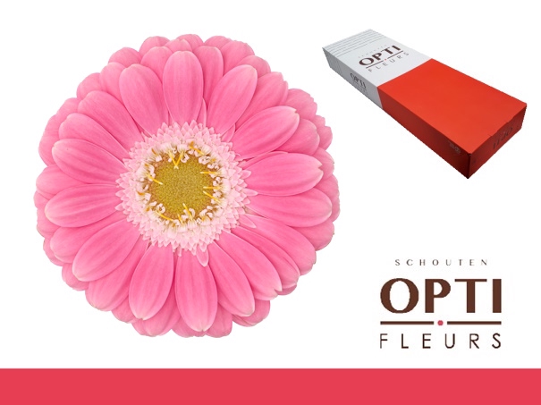 <h4>Germini Philou Doos</h4>