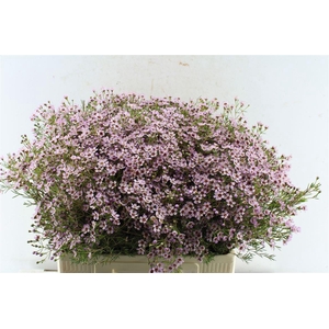 Chamelaucium Jupiter Sol