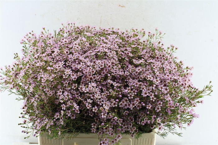 <h4>Chamelaucium Jupiter Sol</h4>