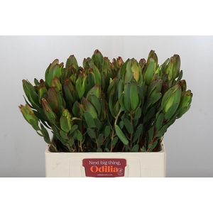 LEUCAD LAUREL YELLOW