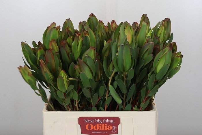 <h4>LEUCAD LAUREL YELLOW</h4>