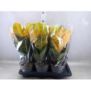 Codiaeum var. GR 'Petra'