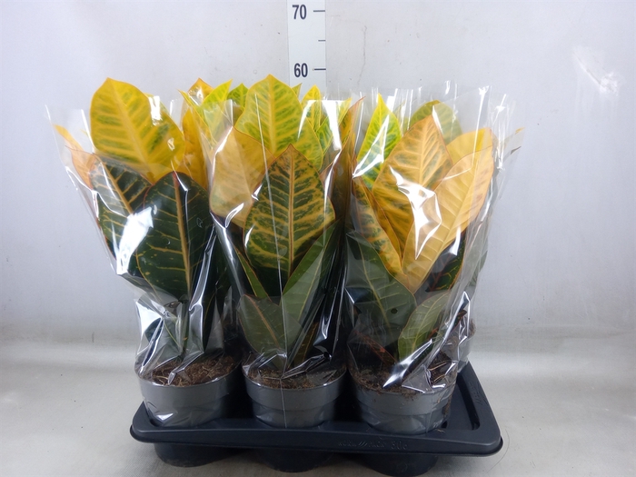 <h4>Codiaeum var. GR 'Petra'</h4>