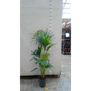 Howea forsteriana