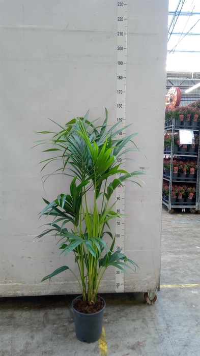 <h4>Howea forsteriana</h4>