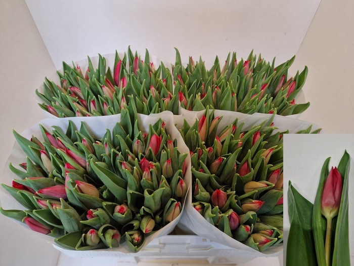 <h4>TU EN FIRST STAR</h4>